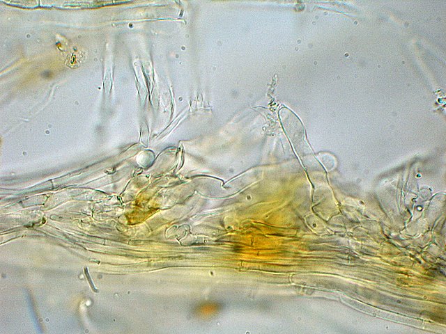 Galerina spec. Cod.: DSCN 9473